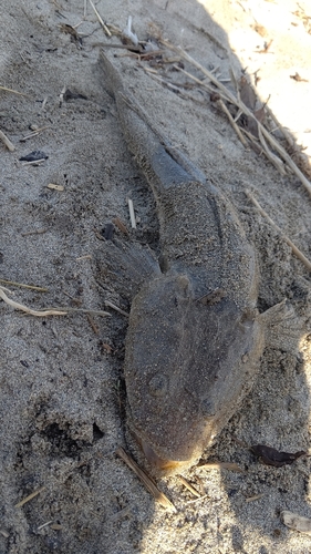 マゴチの釣果