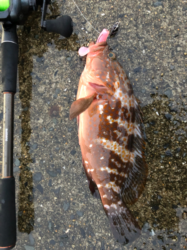 アコウの釣果