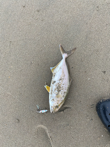 ショゴの釣果