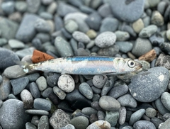 ウルメイワシの釣果