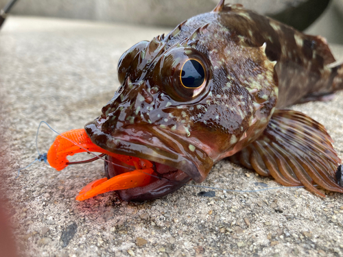 カサゴの釣果