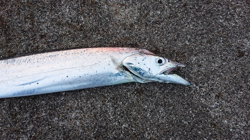 タチウオの釣果