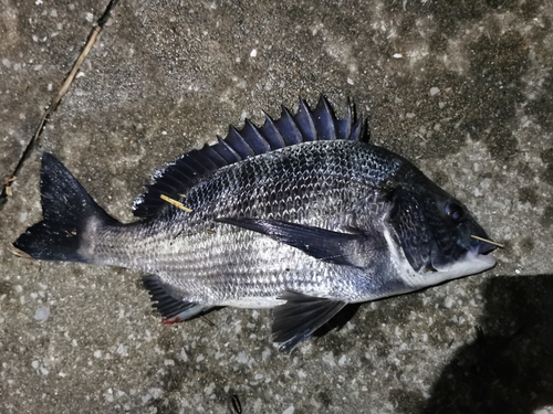 チヌの釣果