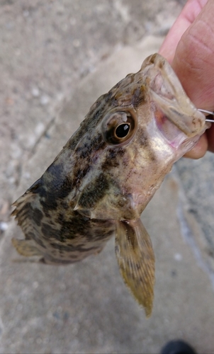 タケノコメバルの釣果