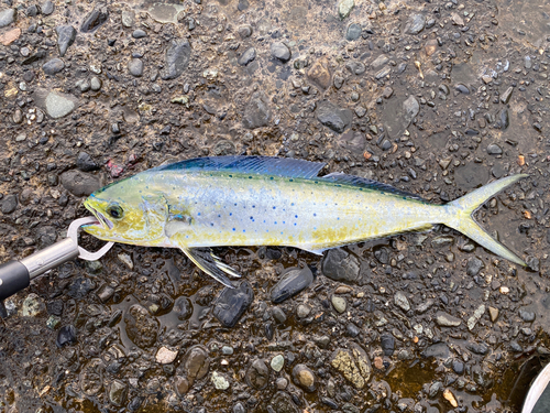 シイラの釣果