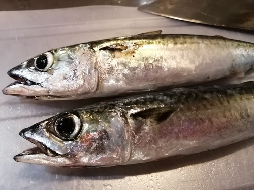 サバの釣果