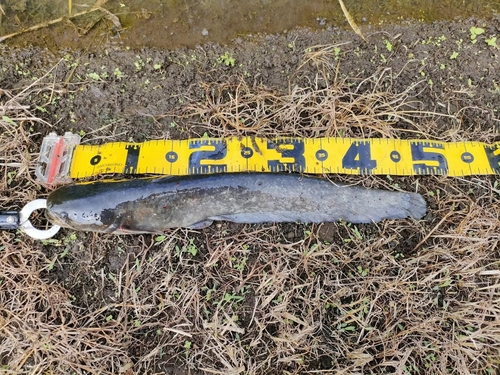 ナマズの釣果