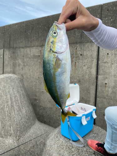 ツバスの釣果