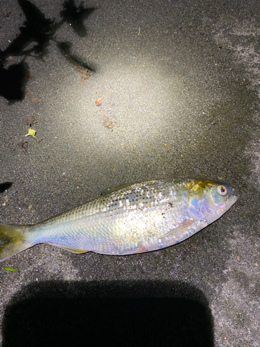 コイの釣果