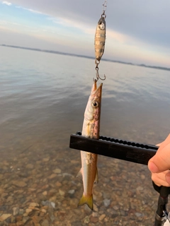 カマスの釣果