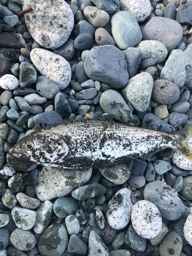 コノシロの釣果