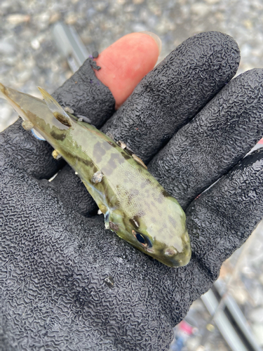 シロサバフグの釣果