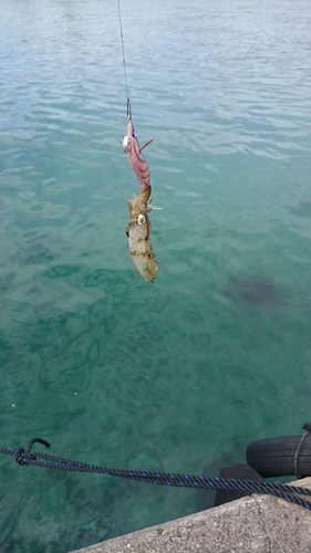 アオリイカの釣果