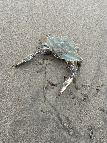 ワタリガニの釣果