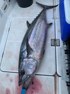 イソマグロの釣果