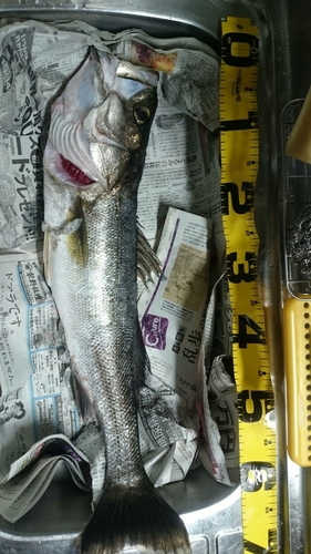 スズキの釣果