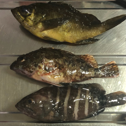 キンメバルの釣果