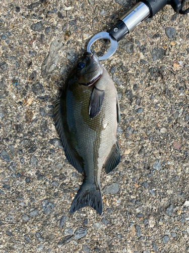 グレの釣果