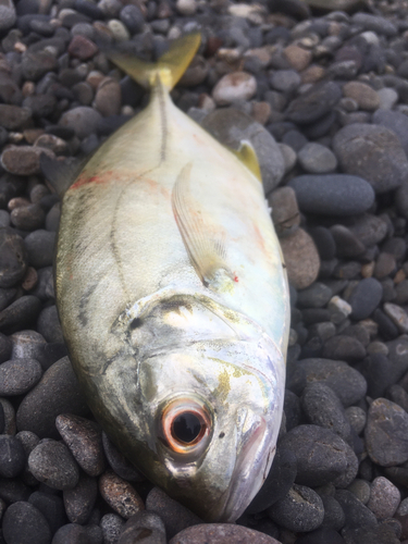 メッキの釣果