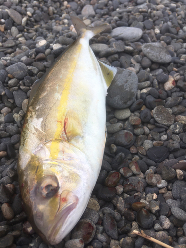 シオの釣果