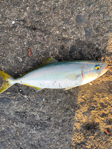 ツバスの釣果