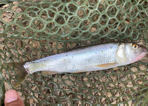 ハスの釣果