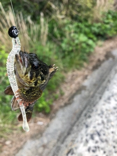 タケノコメバルの釣果