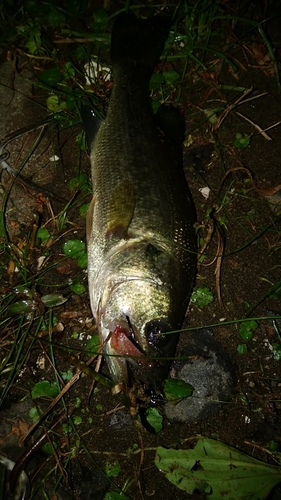 ブラックバスの釣果