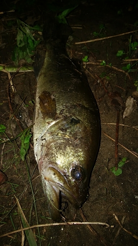 ブラックバスの釣果