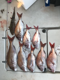 タイの釣果