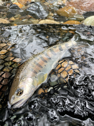 ヤマメの釣果