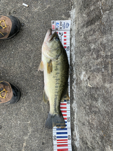 ブラックバスの釣果