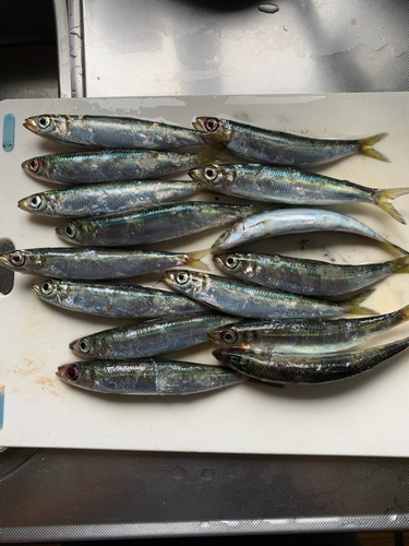 ウルメイワシの釣果