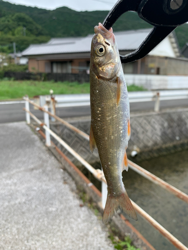 ウグイの釣果