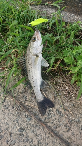 スズキの釣果