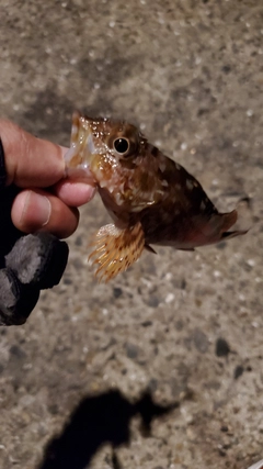 カサゴの釣果