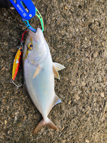 ショゴの釣果