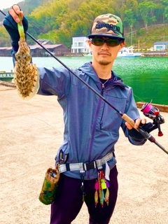 コウイカの釣果