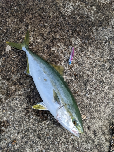 イナダの釣果