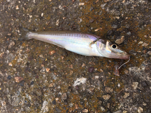 シロギスの釣果