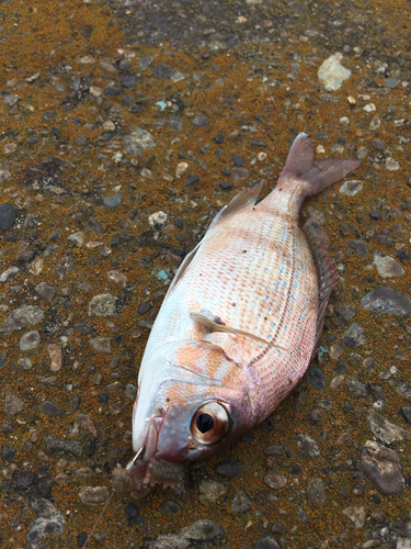 マダイの釣果