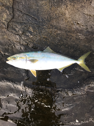 イナダの釣果