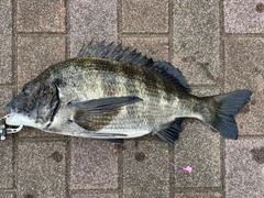 クロダイの釣果