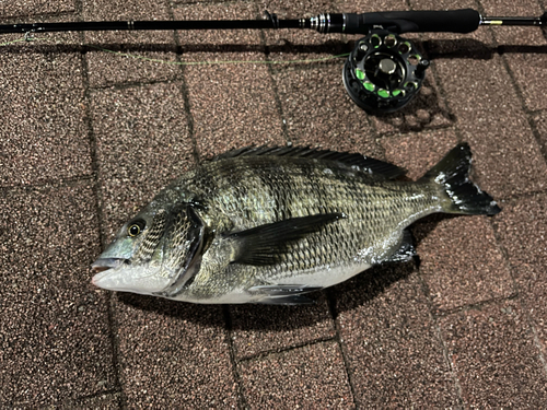 クロダイの釣果