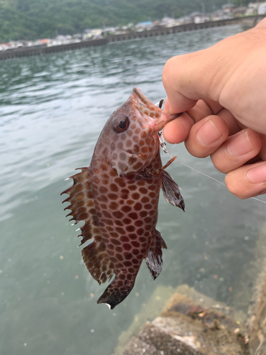 オオモンハタの釣果