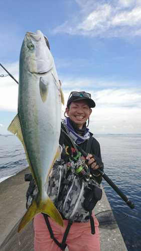 ハマチの釣果