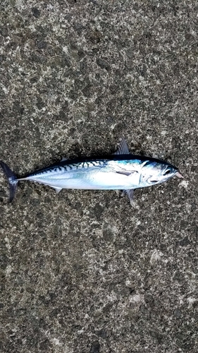 ヒラソウダの釣果