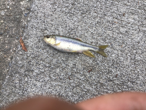 カワムツの釣果