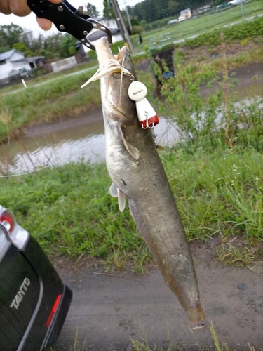 ニホンナマズの釣果