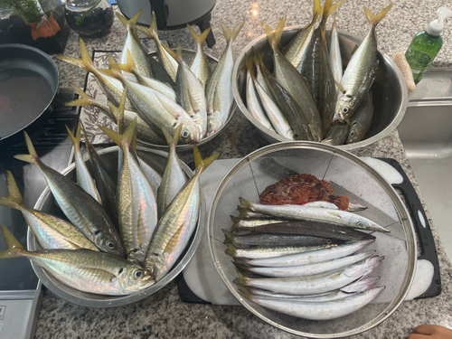 アジの釣果